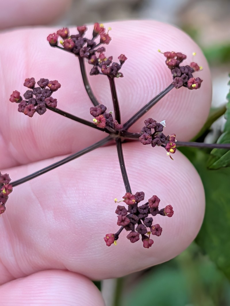 Thaspium trifoliatum var. trifoliatum photo 3