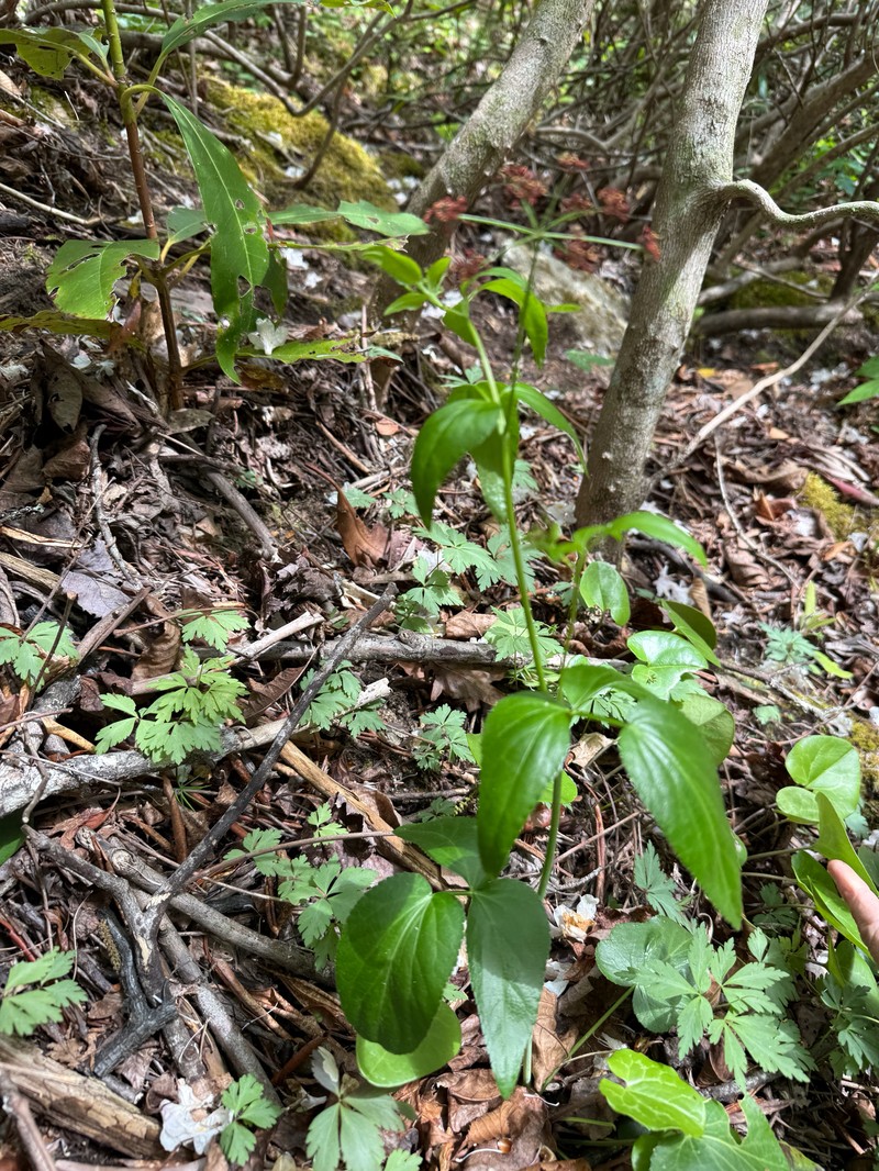 Thaspium trifoliatum var. trifoliatum photo 4