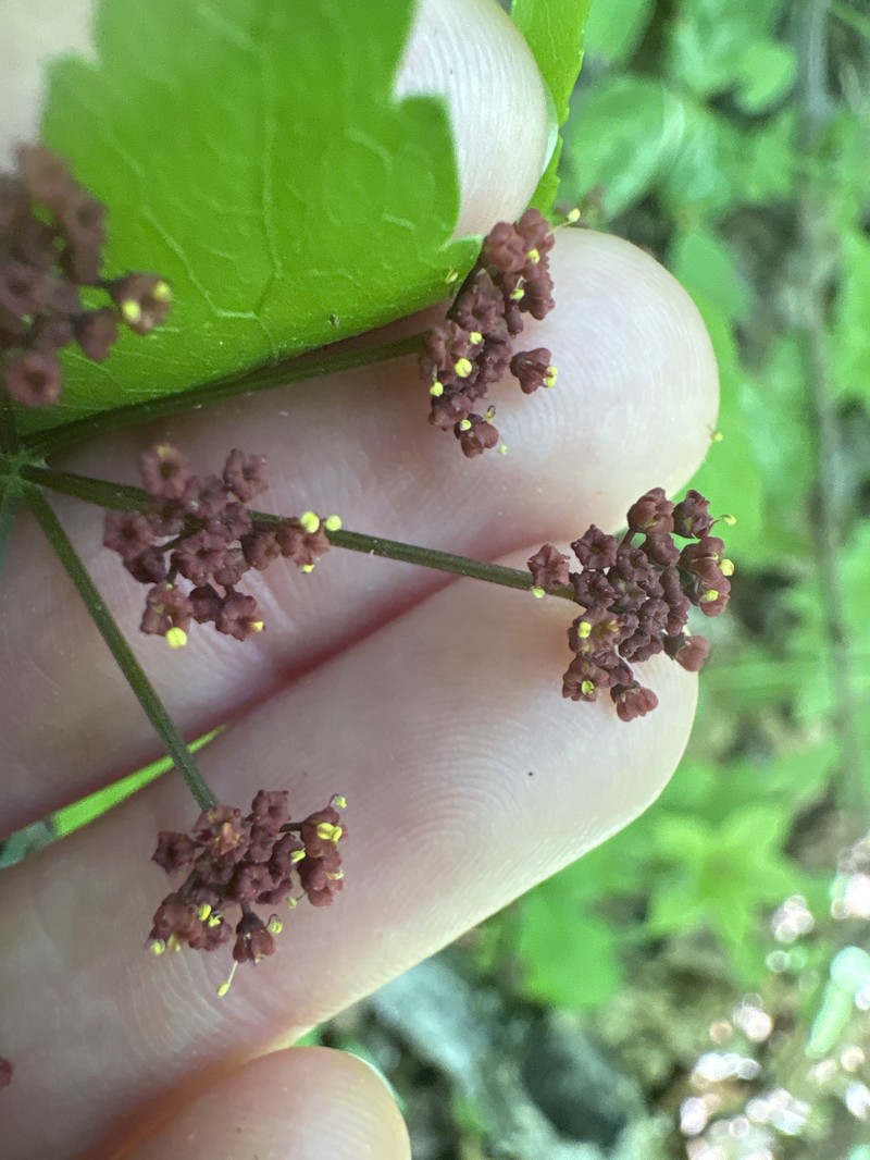 Thaspium trifoliatum var. trifoliatum photo 5