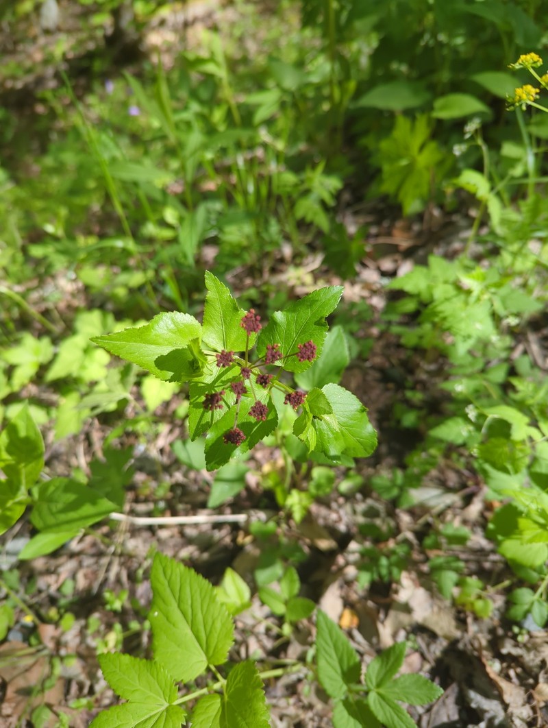 Thaspium trifoliatum var. trifoliatum photo 6
