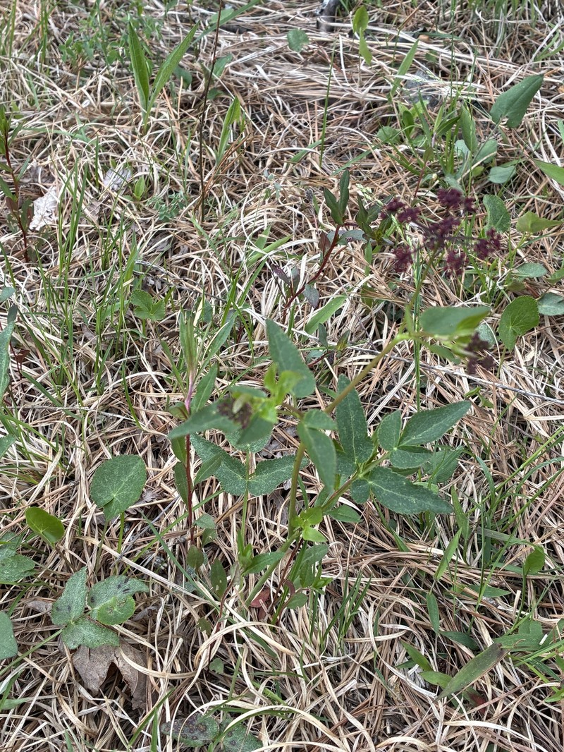 Thaspium trifoliatum var. trifoliatum photo 7