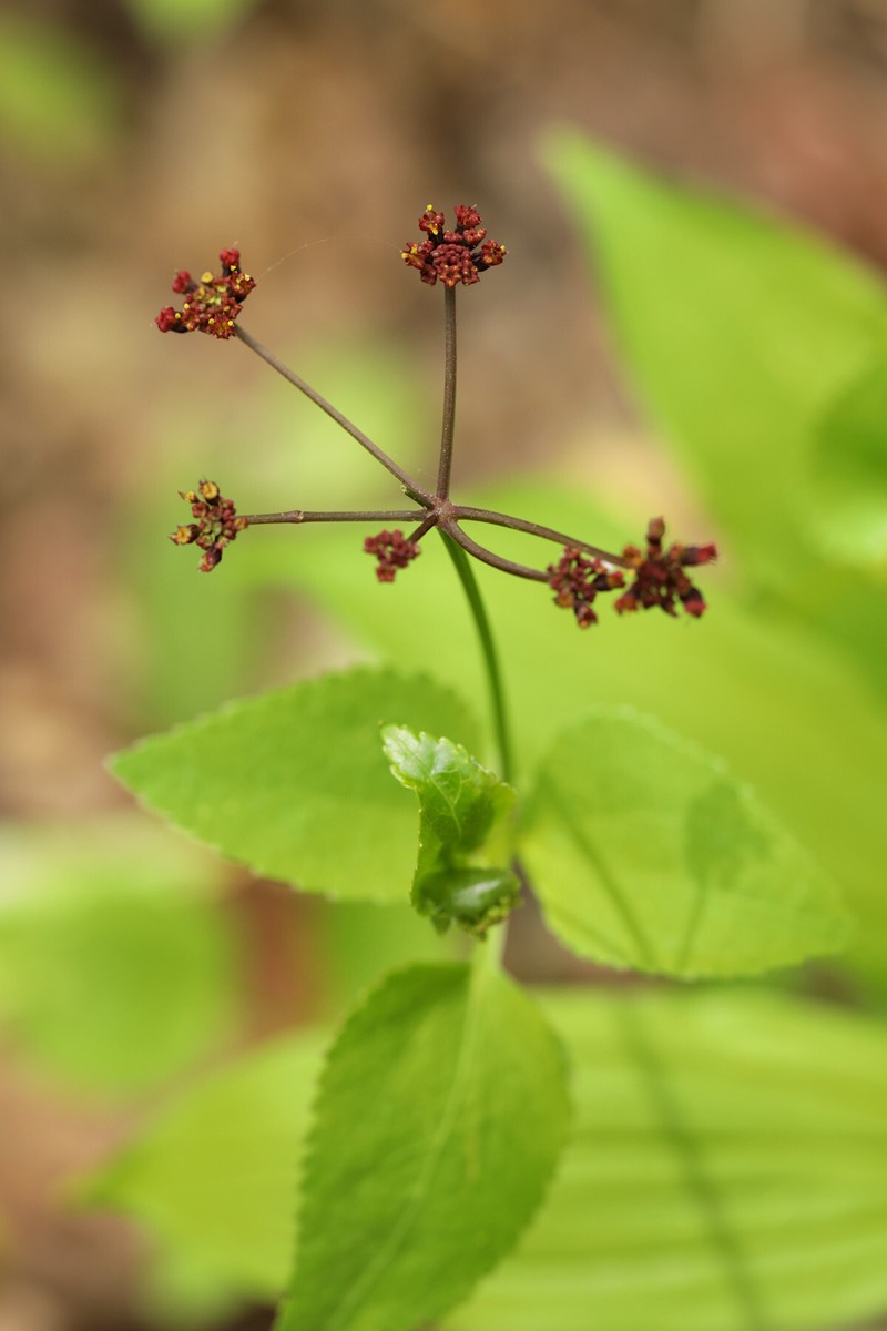 Thaspium trifoliatum var. trifoliatum photo 8