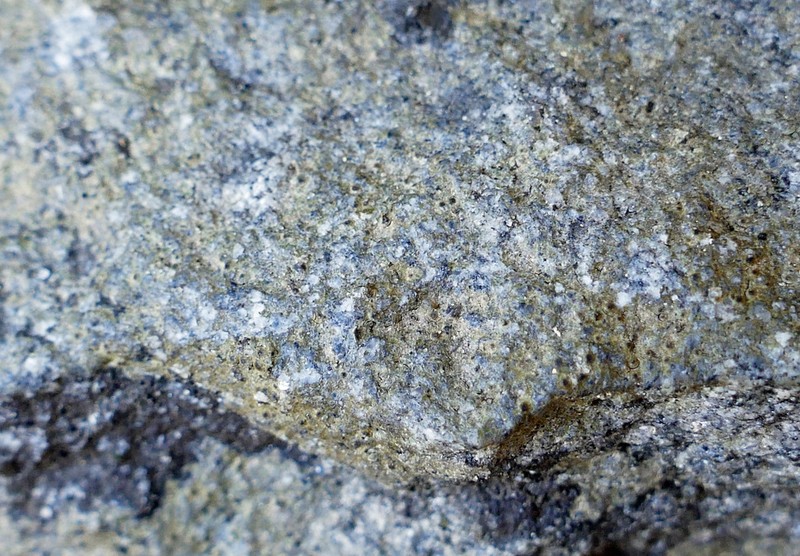 Thelenella brasiliensis