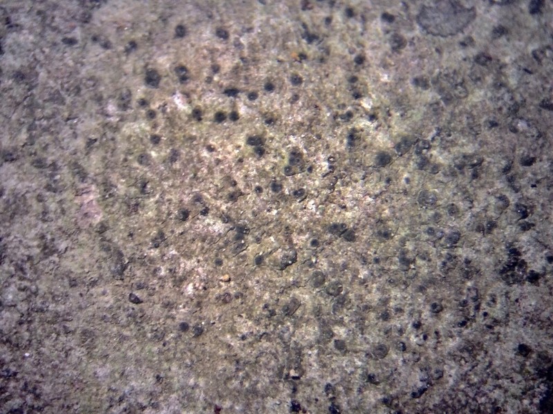 Thelenella brasiliensis photo 2