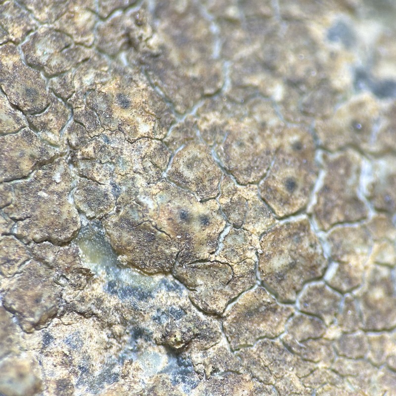 Thelenella brasiliensis photo 3