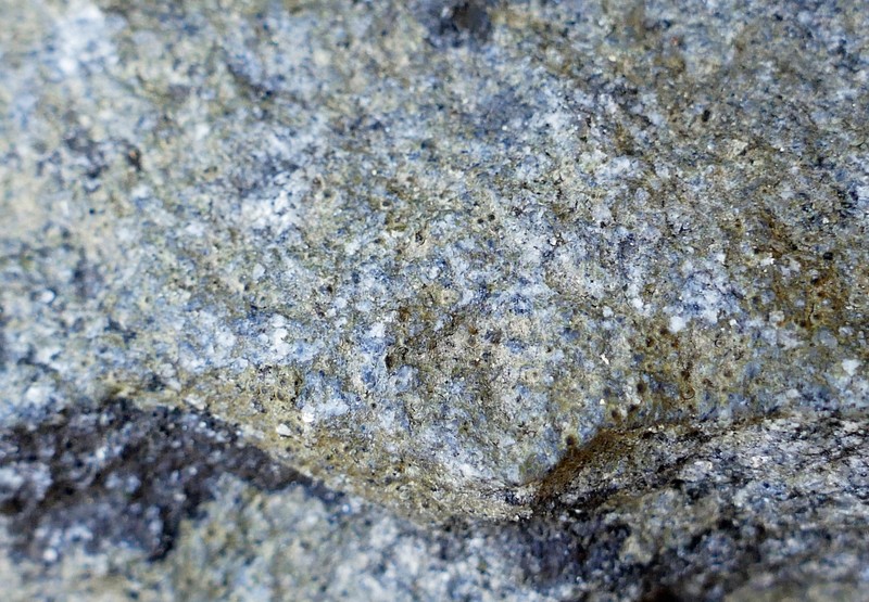 Thelenella brasiliensis photo 4