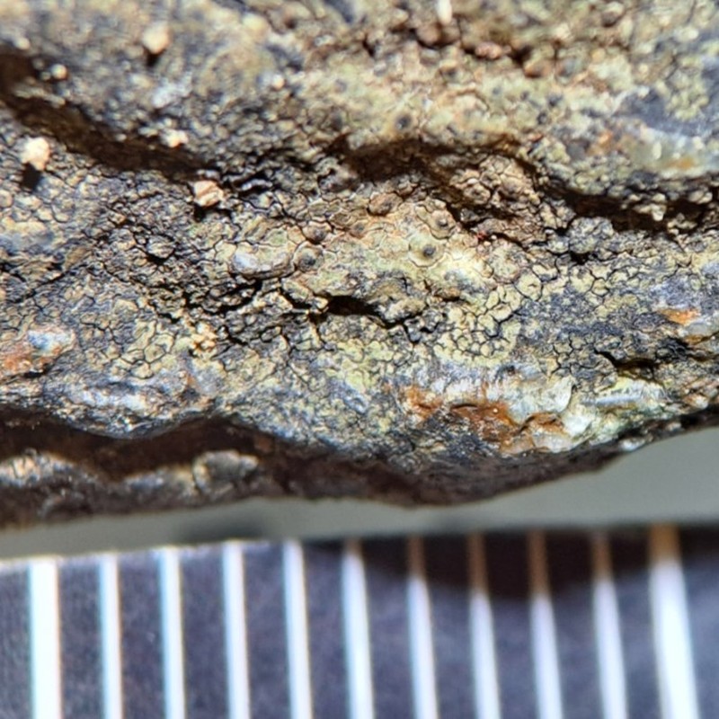 Thelenella brasiliensis photo 5
