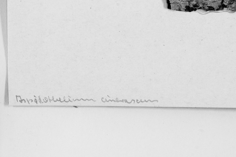 Thelenella cinerascens photo 4