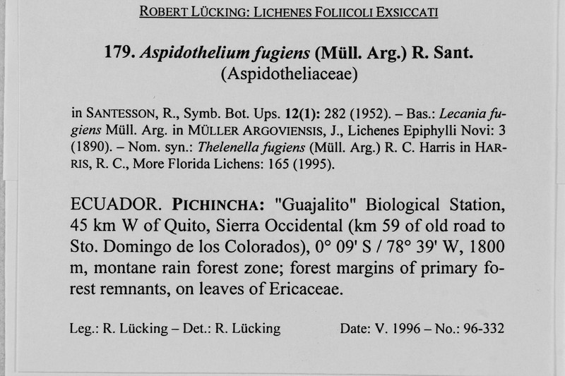 Thelenella fugiens photo 3