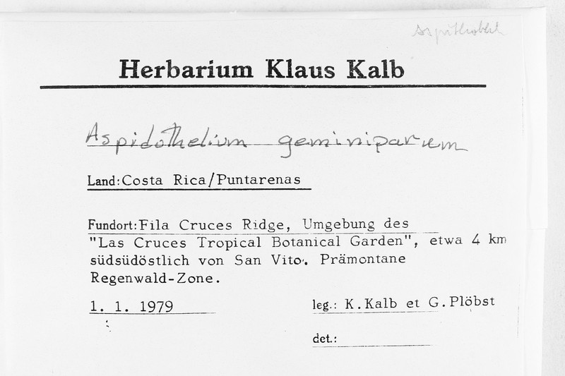 Thelenella geminipara photo 4