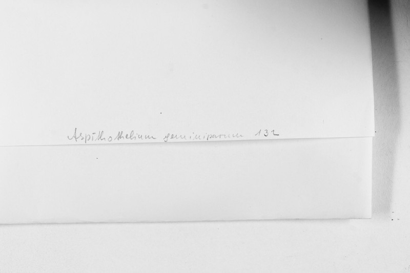 Thelenella geminipara photo 6