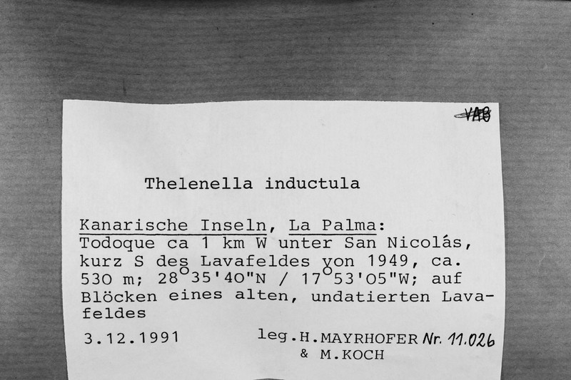 Thelenella Lichen photo 2