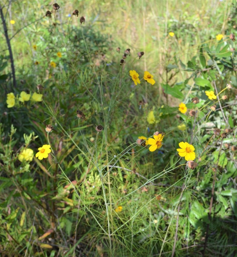 East Texas Greenthread