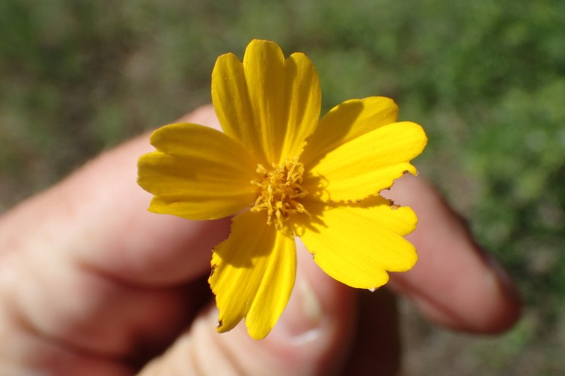 East Texas Greenthread photo 2