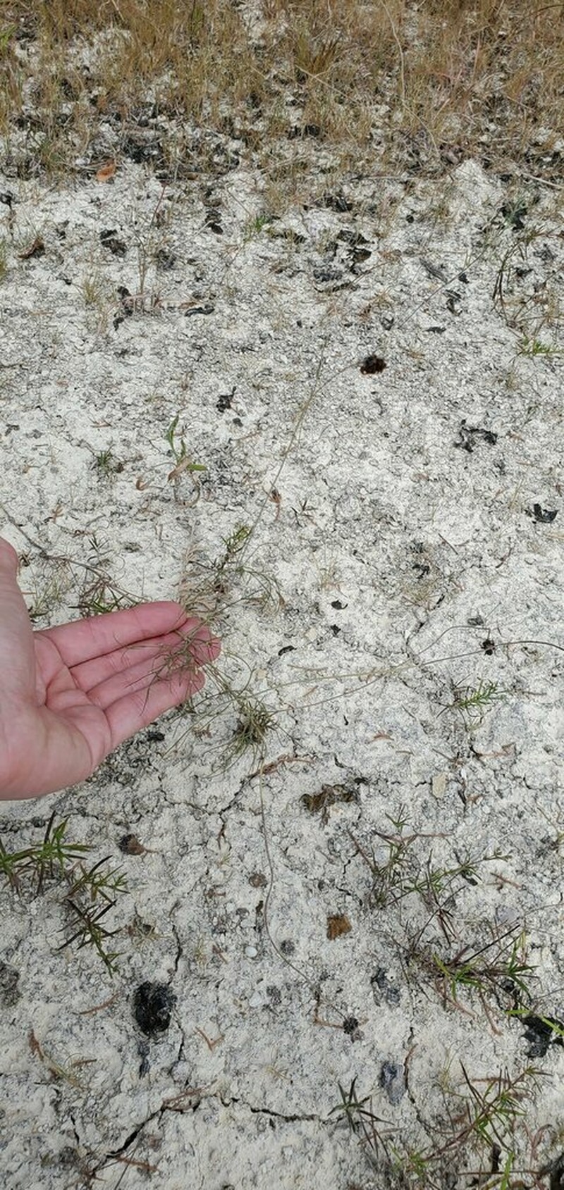East Texas Greenthread photo 3