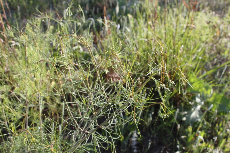 East Texas Greenthread photo 4