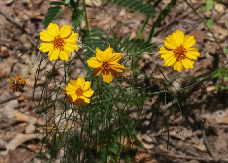 East Texas Greenthread photo 5