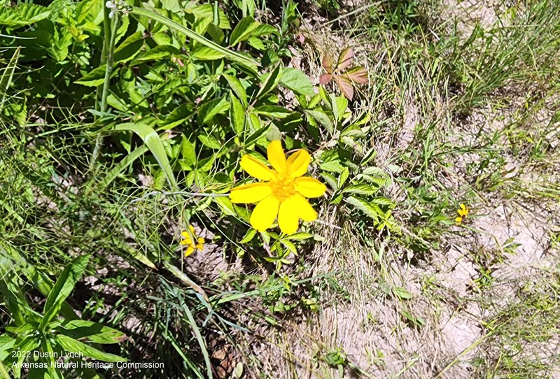 East Texas Greenthread photo 6
