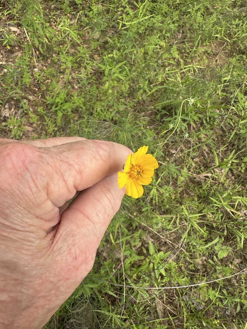 East Texas Greenthread photo 7