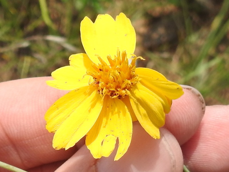 East Texas Greenthread photo 8