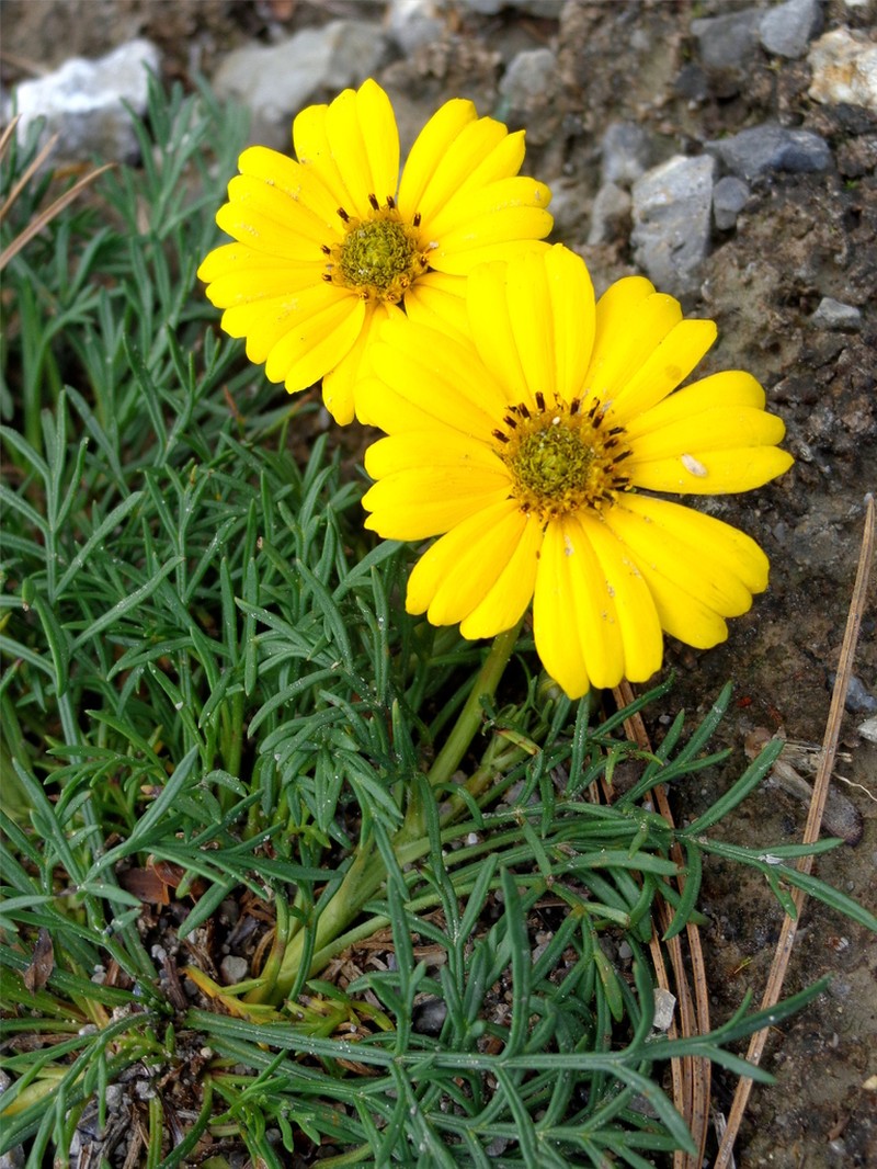 Thelesperma graminiformis