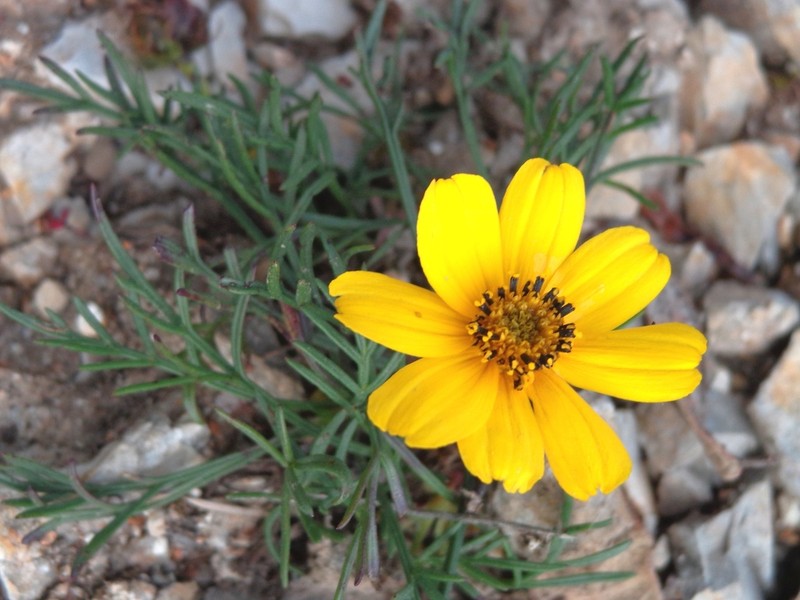 Thelesperma graminiformis photo 2