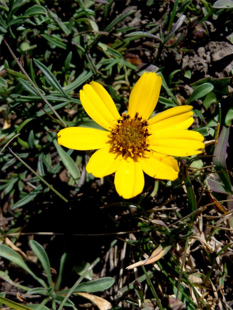 Thelesperma graminiformis photo 3