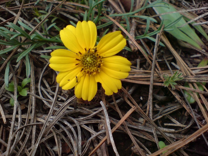 Thelesperma graminiformis photo 4