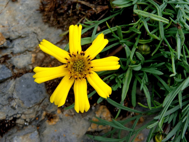Thelesperma graminiformis photo 5