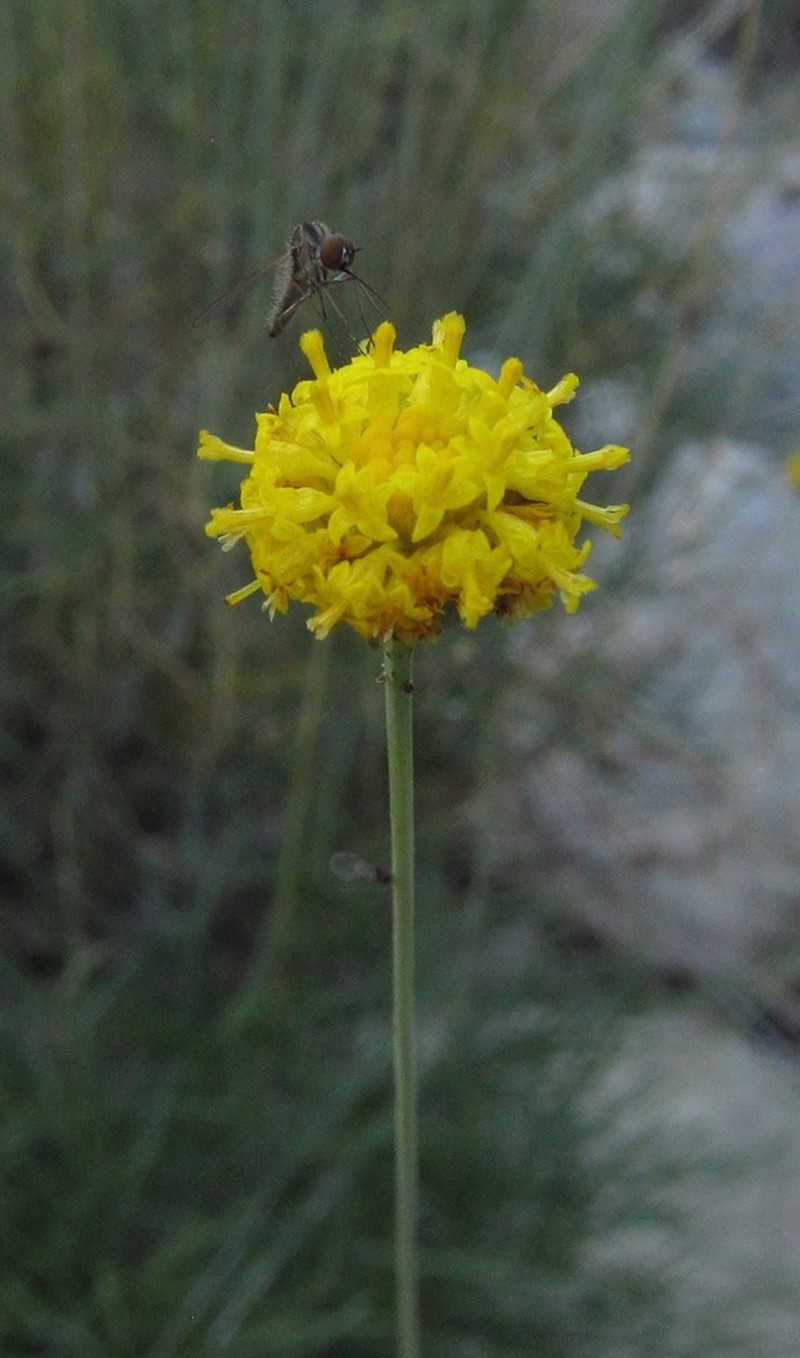 Longstalk Greenthread photo 6