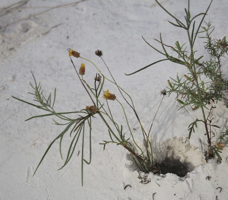 Hopi Tea Greenthread photo 4