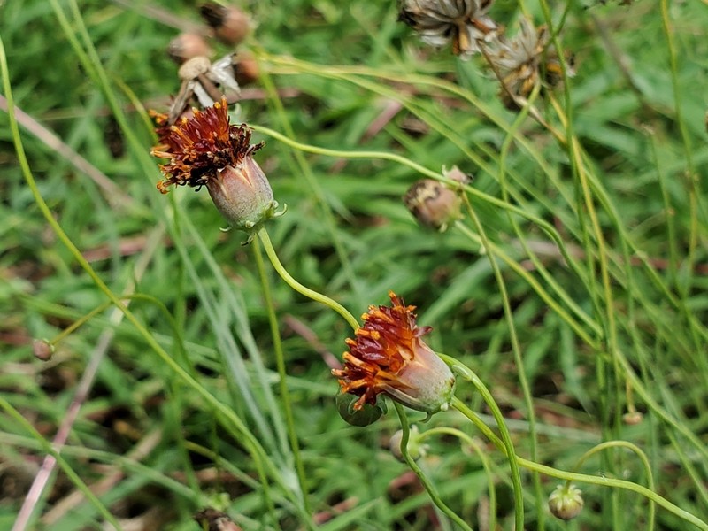 Hopi Tea Greenthread photo 7