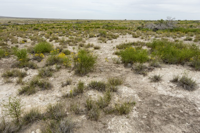 Hopi Tea Greenthread photo 4