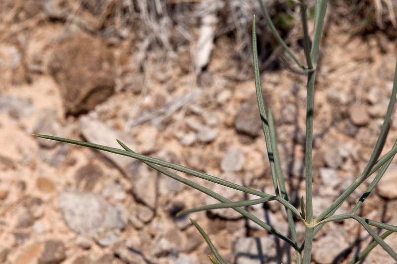 Hopi Tea Greenthread photo 2