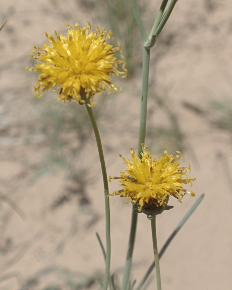 Hopi Tea Greenthread