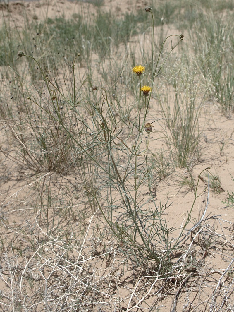 Hopi Tea Greenthread photo 3