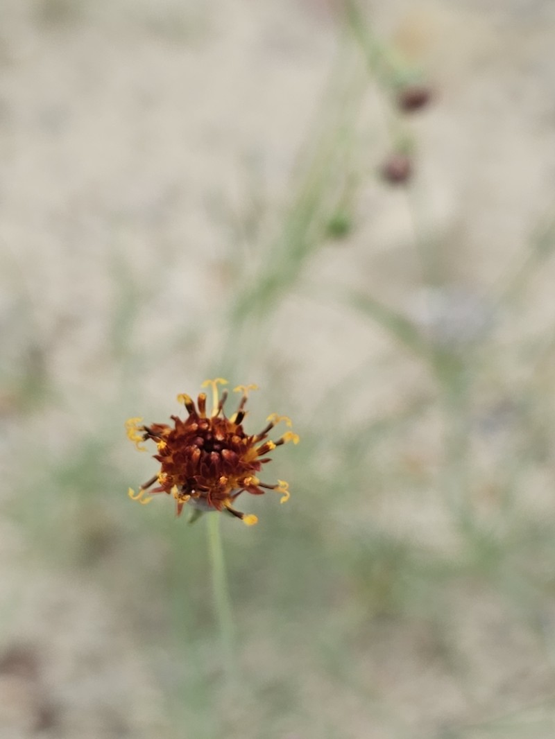 Colorado Greenthread photo 3