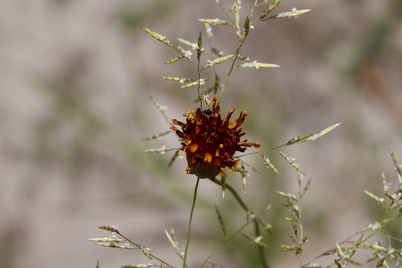 Colorado Greenthread photo 4