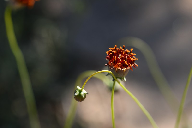 Colorado Greenthread photo 5