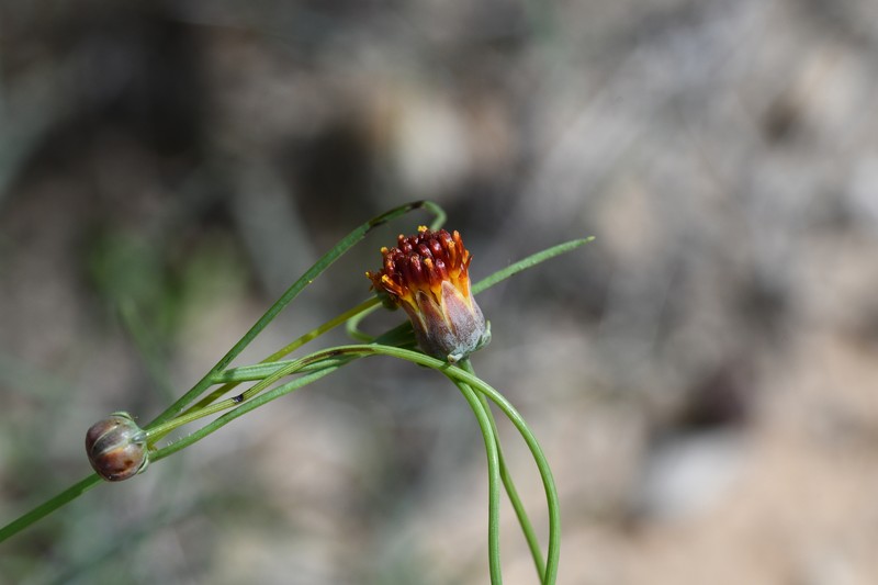 Colorado Greenthread photo 7