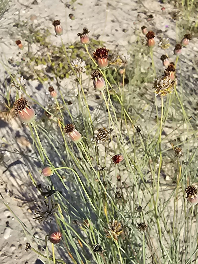 Colorado Greenthread photo 8
