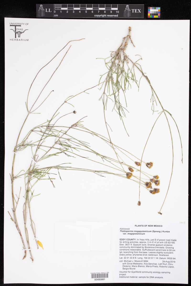Thelesperma megapotamicum var. megapotamicum