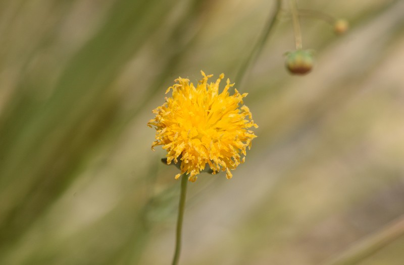 Thelesperma megapotamicum var. megapotamicum photo 2