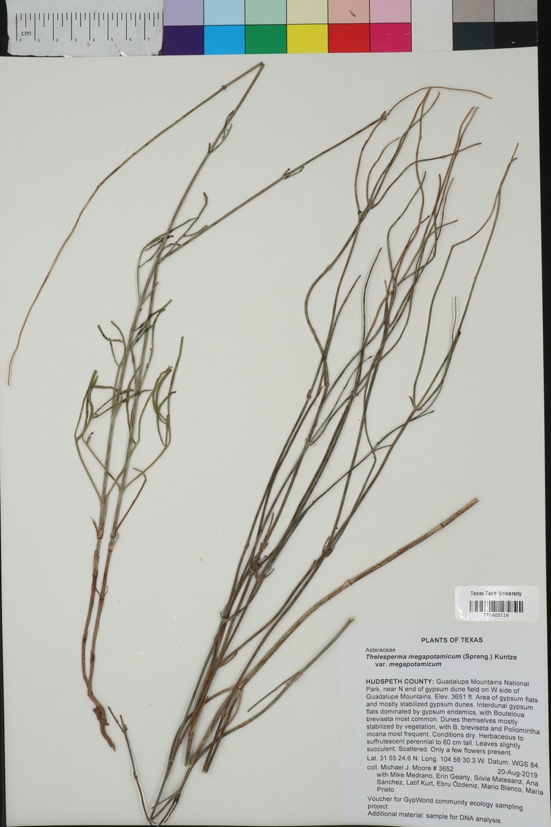 Thelesperma megapotamicum var. megapotamicum photo 3