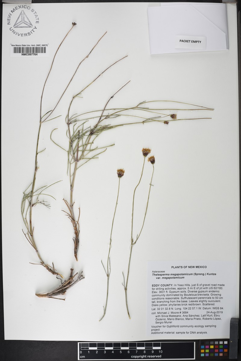 Thelesperma megapotamicum var. megapotamicum photo 4