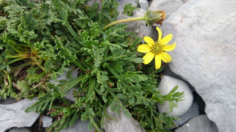 Thelesperma muelleri photo 3