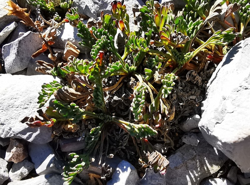 Thelesperma muelleri photo 4