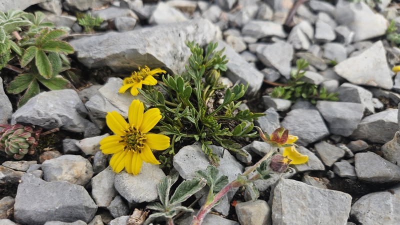 Thelesperma muelleri photo 5