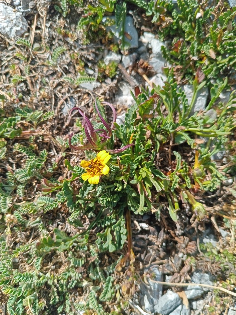 Thelesperma muelleri photo 6