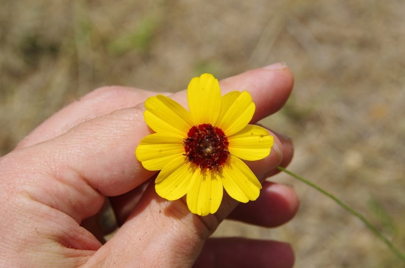 Rio Grande Greenthread photo 5